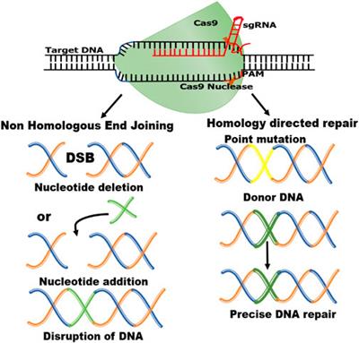 Frontiers | Genome Editing For Vegetable Crop Improvement: Challenges ...